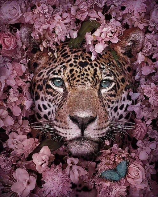 Diamond Painting Tygrys ukryty - SEOS Shop ®