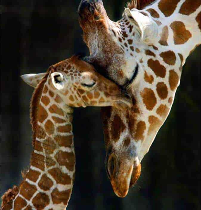 Diamond Painting Mama Giraffa z małym – SEOS Shop ®
