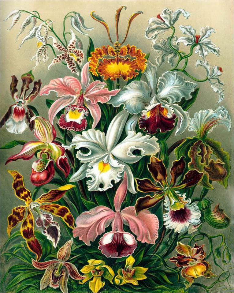 Diamond Painting Orchidea - SEOS Shop ®