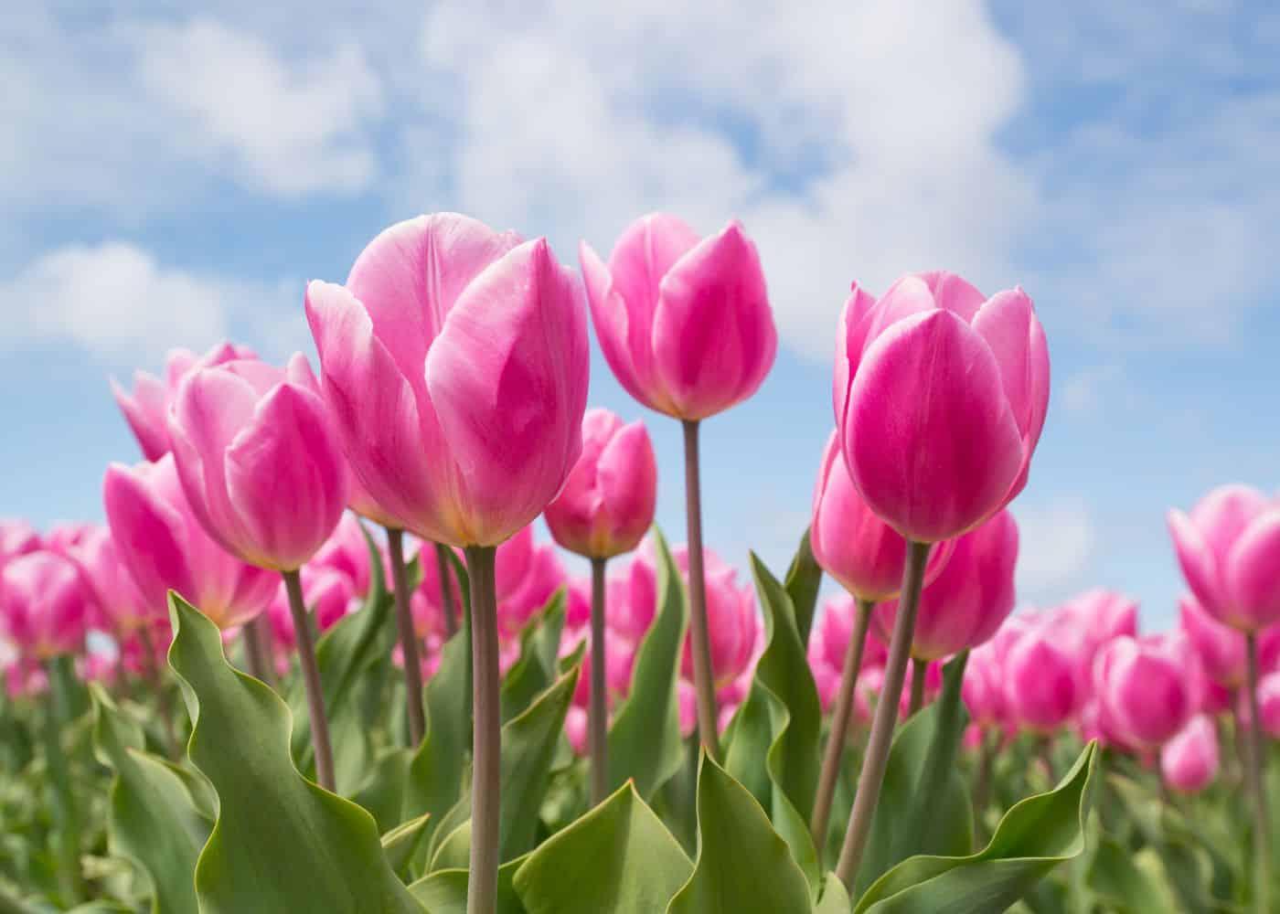 Diamond Painting Różowe tulipany - SEOS Shop ®
