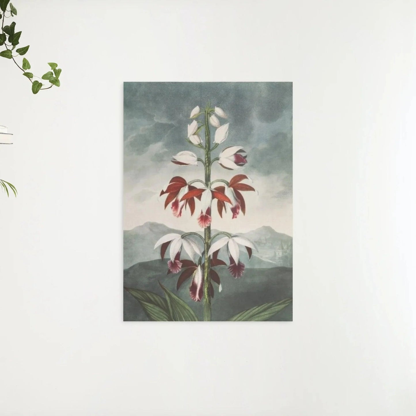 Diamond Painting - Chiński Limodoron - SEOS Shop ®