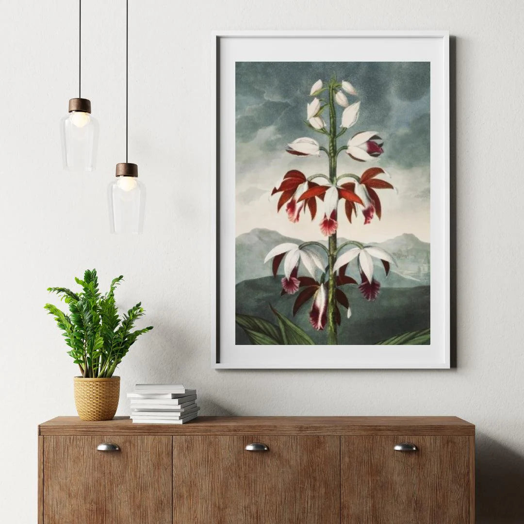 Diamond Painting - Chiński Limodoron - SEOS Shop ®
