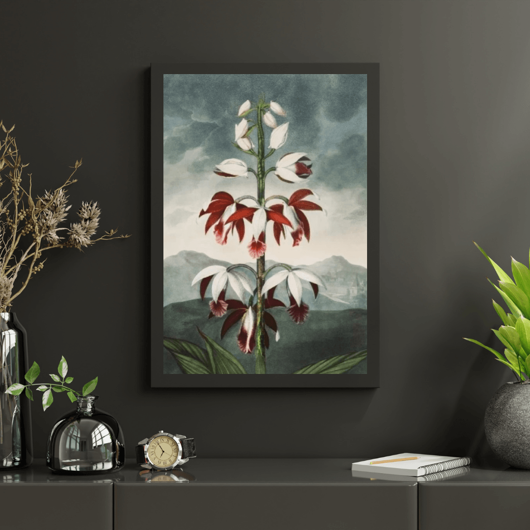 Diamond Painting - Chiński Limodoron - SEOS Shop ®