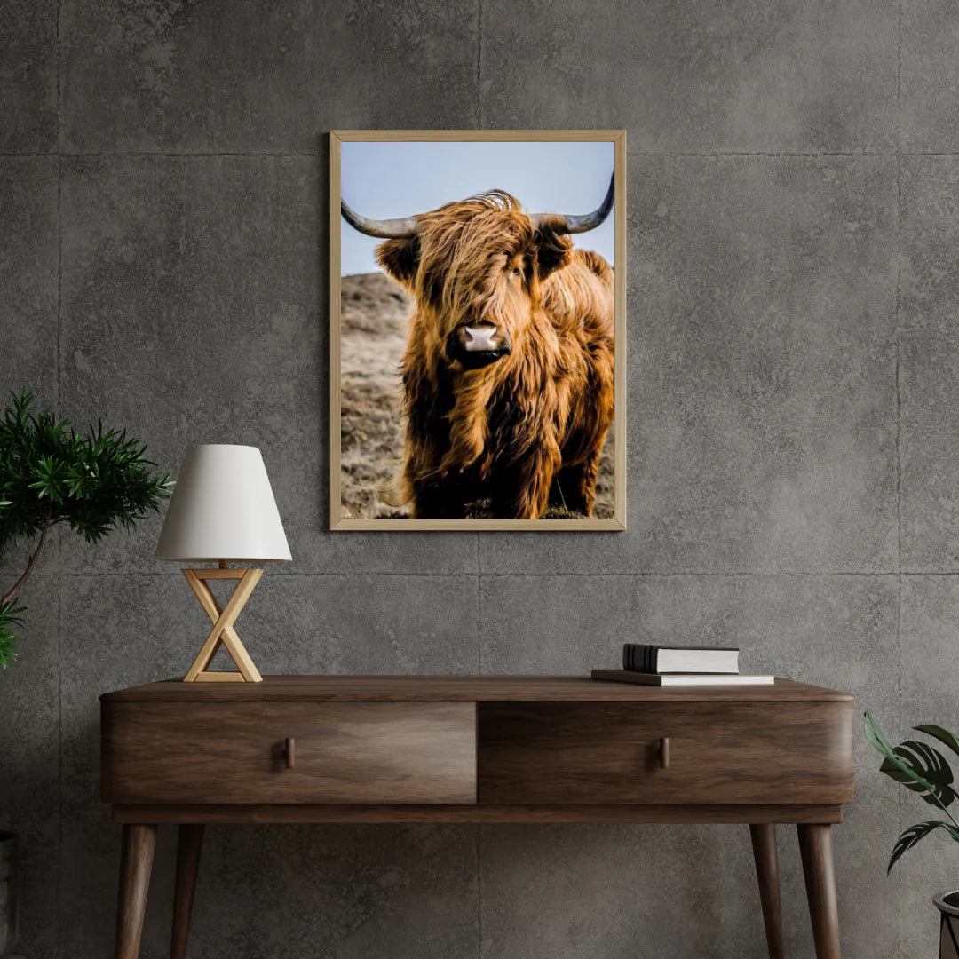 Diamond Painting Szkocki Wysokogórski - Portret niezwykłego Szkockiego Wysokogórskiego - SEOS Shop ®