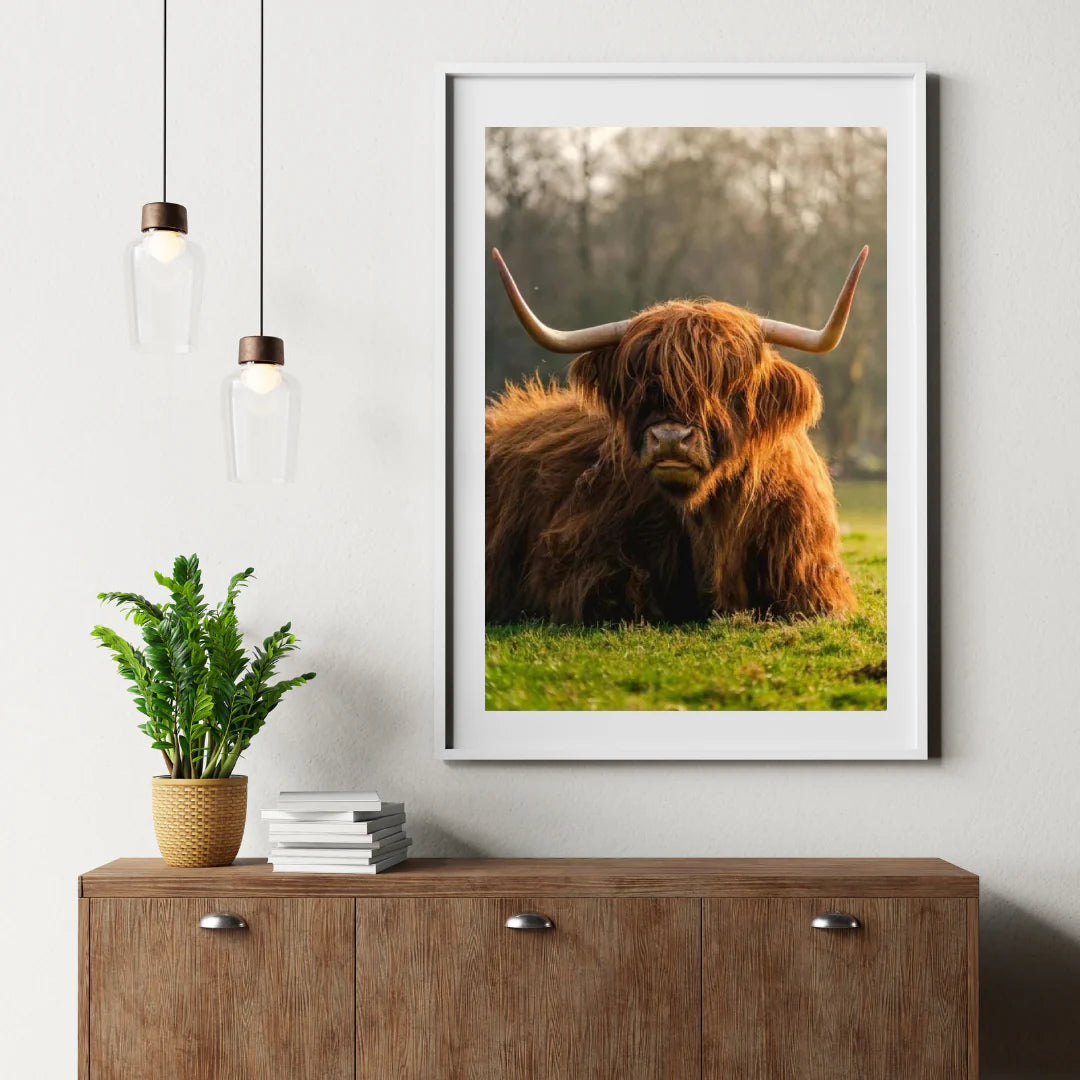 Diamond Painting Szkocki Highlander - Szkocka krowa Highlands z bliska - SEOS Shop ®