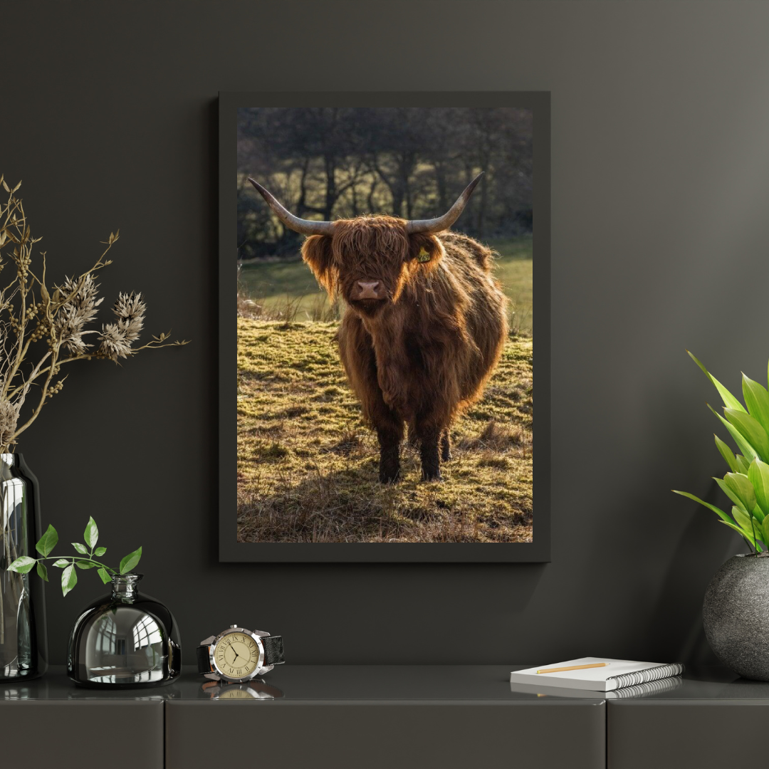 Diamond Painting Szkocki Highlander - Szkocki Highlander pasący się na polach - SEOS Shop ®