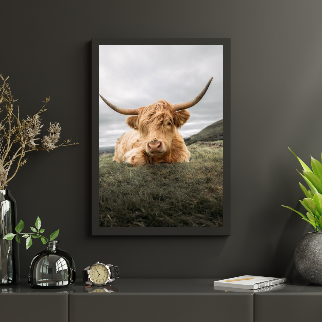 Diamond Painting Szkocki highlander - Odważny szkocki highlander odpoczywający na równinie - SEOS Shop ®