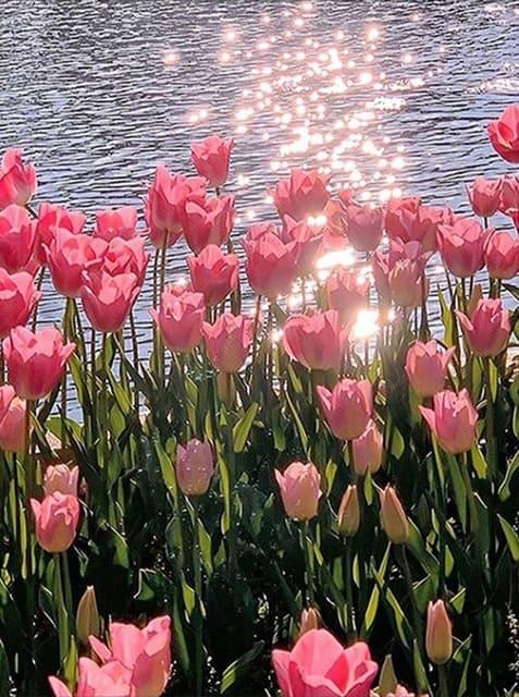 Diamond Painting Różowa Tulip - SEOS Shop ®