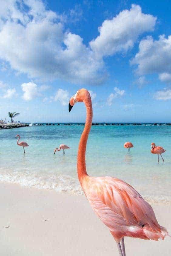 Diamond Painting Flamingo na plaży - SEOS Shop ®