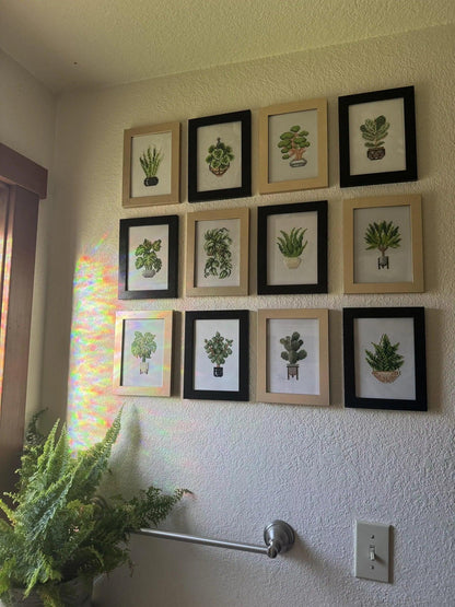 Mini Mistrzowie - Rośliny Domowe (Zestaw 12)