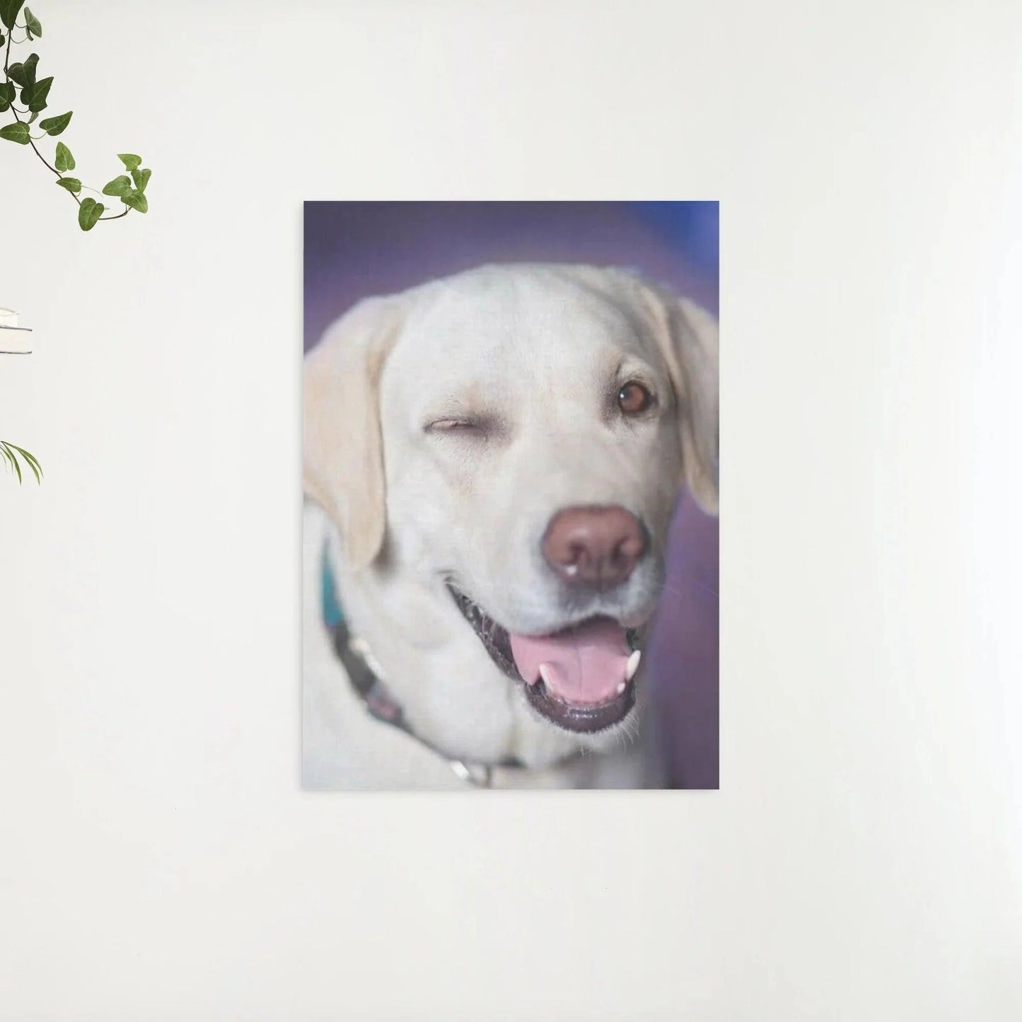 Diamond Painting Pies z przymrużeniem oka - SEOS Shop ®