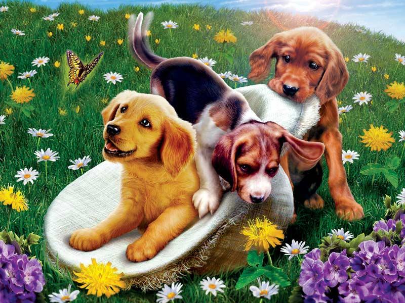 Diamond Painting Psy i kwiaty - SEOS Shop ®
