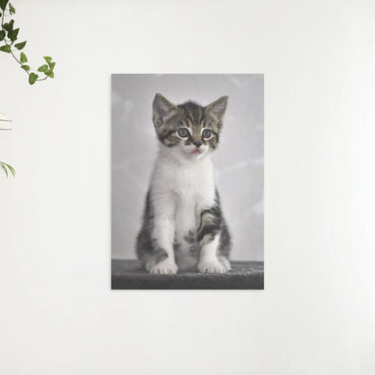 Diamond Painting Kotek z szarymi oczami - SEOS Shop ®