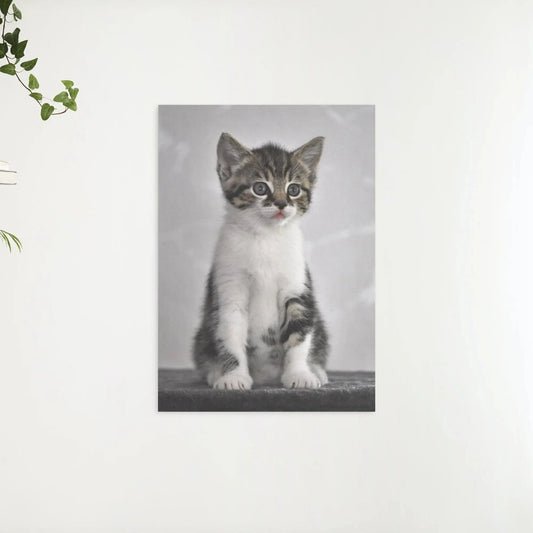 Diamond Painting Kotek z szarymi oczami - SEOS Shop ®