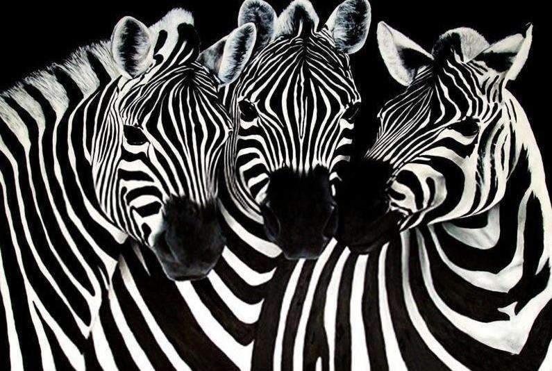 Diamond Painting Urocze Zebry – SEOS Shop ®