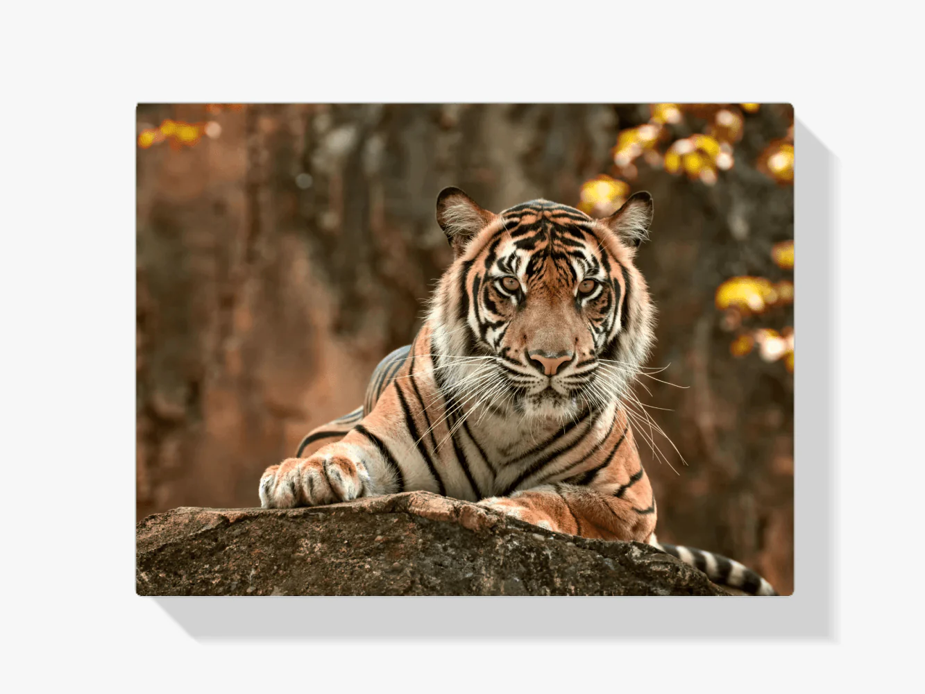 Diamond Painting Leżący tygrys - SEOS Shop ®