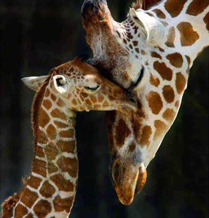 Diamond Painting Mama Giraffa z małym – SEOS Shop ®