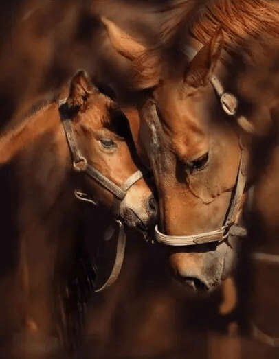Diamond Painting Pony i matka koń - SEOS Shop ®