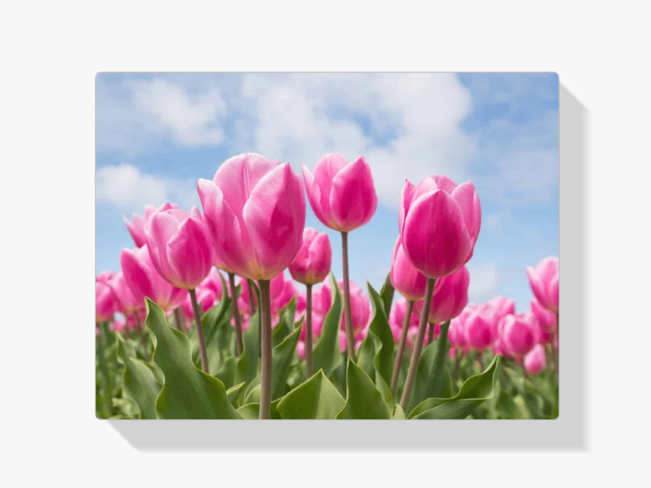 Diamond Painting Różowe tulipany - SEOS Shop ®