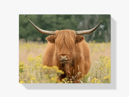 Diamond Painting Szkocki Highlander - Piękny szkocki highlander pasący się na polu - SEOS Shop ®
