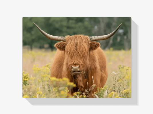 Diamond Painting Szkocki Highlander - Piękny szkocki highlander pasący się na polu - SEOS Shop ®