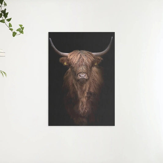 Diamond Painting Szkocki Wysokołaz - Rudo-brązowy szkocki wysokołaz z bliska - SEOS Shop ®