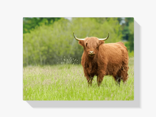 Diamond Painting Szkocki Highlander - Uroczy Szkocki Highlander w słoneczny dzień - SEOS Shop ®