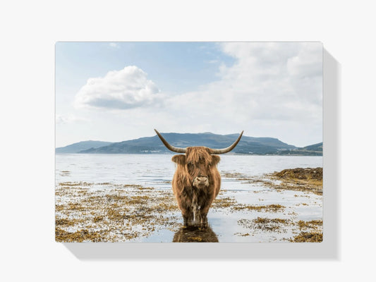 Diamond Painting Szkocki Highlander - Szkocki Highlander relaksujący się - SEOS Shop ®