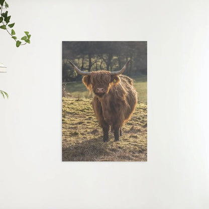 Diamond Painting Szkocki Highlander - Szkocki Highlander pasący się na polach - SEOS Shop ®