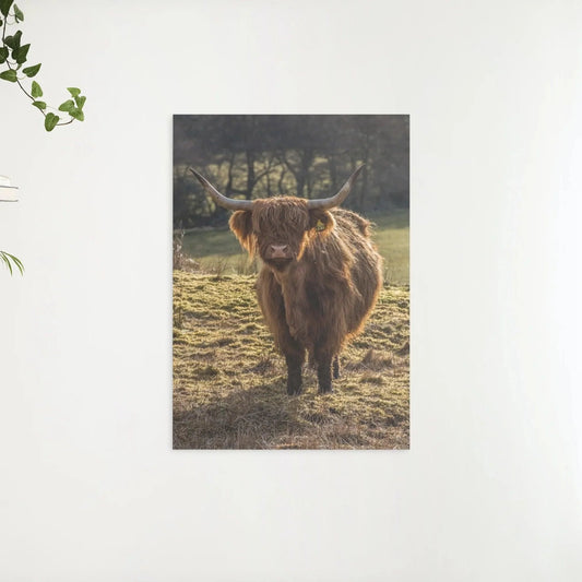 Diamond Painting Szkocki Highlander - Szkocki Highlander pasący się na polach - SEOS Shop ®
