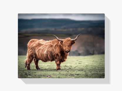 Diamond Painting Szkocki Highlander - Szkocki Highlander pasący się na wsi w Południowej Walii - SEOS Shop ®