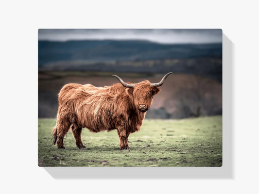 Diamond Painting Szkocki Highlander - Szkocki Highlander pasący się na wsi w Południowej Walii - SEOS Shop ®
