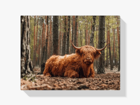 Diamond Painting Szkocki Highlander - Szkocki Highlander leżący w lesie - SEOS Shop ®