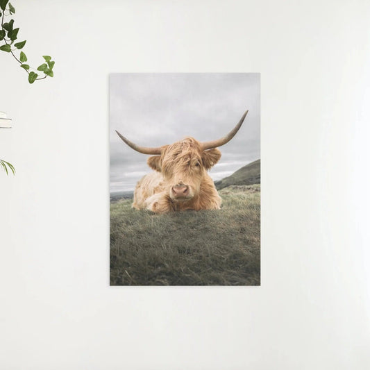 Diamond Painting Szkocki highlander - Odważny szkocki highlander odpoczywający na równinie - SEOS Shop ®