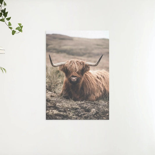 Diamond Painting Szkocki Highlander - Przyjazny Szkocki Highlander odpoczywający na polu - SEOS Shop ®