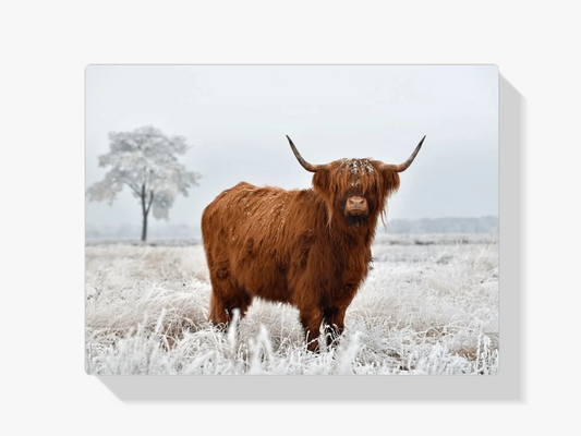 Diamond Painting Szkocki Highlander - Wełnisty Szkocki Highlander na zimowej łące - SEOS Shop ®