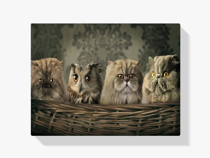 Diamond Painting Sowa i koty w koszyku - SEOS Shop ®