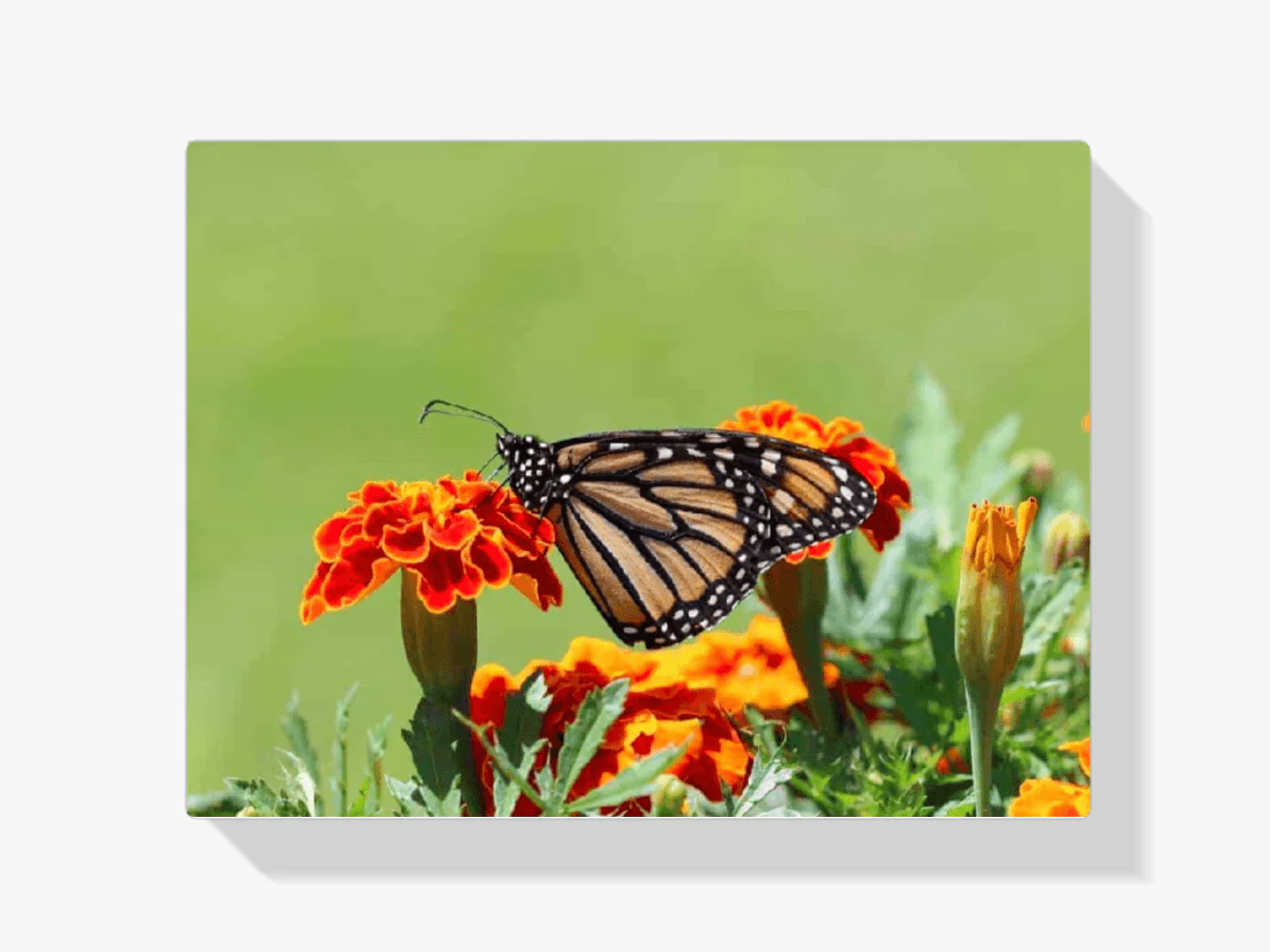 Diamond Painting Motyl - SEOS Shop ®