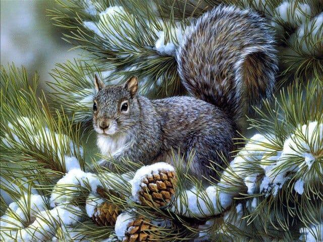 Diamond Painting Zima Urocza Wiewiórka - SEOS Shop ®