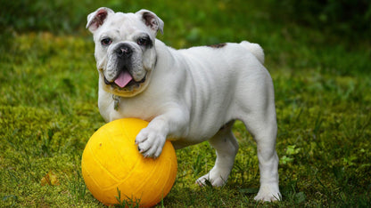 Diamond Painting Biały bulldog z piłką - SEOS Shop ®