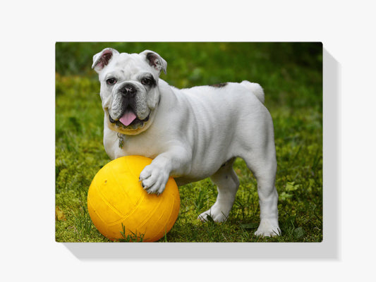 Diamond Painting Biały bulldog z piłką - SEOS Shop ®