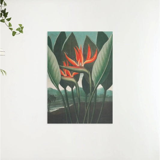 Diamond Painting - Królowa Roślin - SEOS Shop ®
