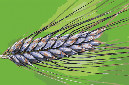 Diamond Painting - Zboże - SEOS Shop ®