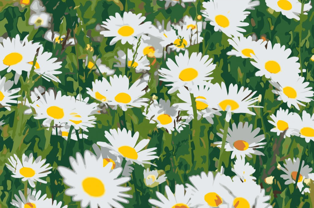 Diamond Painting - Madeliefki na łące - SEOS Shop ®