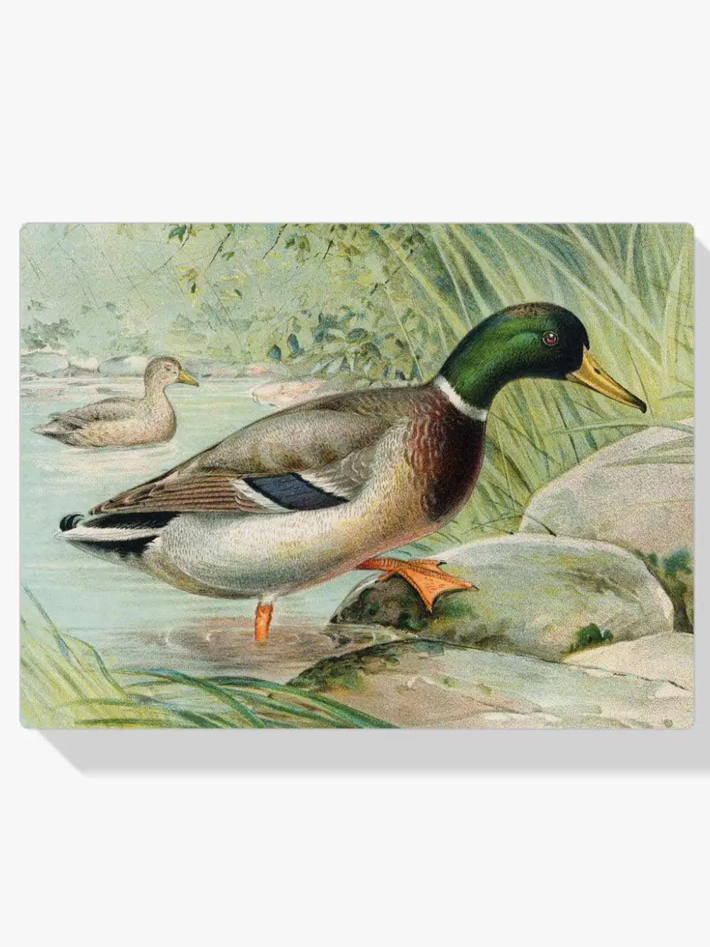Diamond Painting Kaczka Krzyżówka