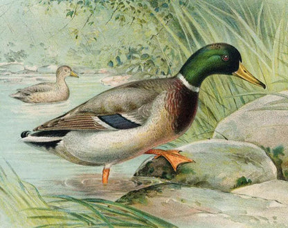 Diamond Painting Kaczka Krzyżówka