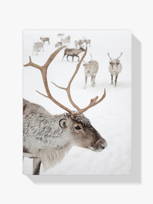 Diamond Painting - Renifery w Tromsø w Norwegii