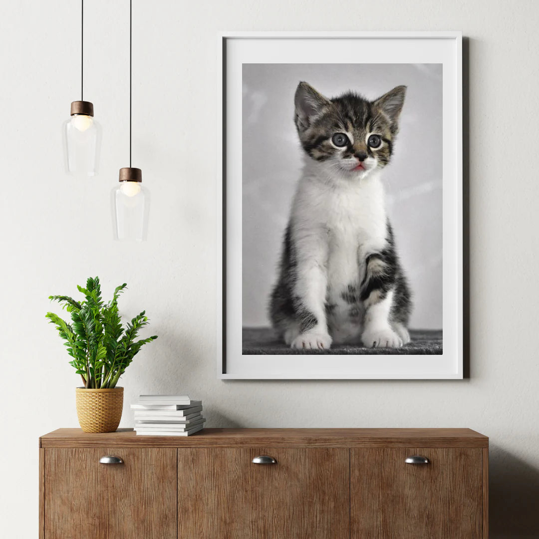 Diamond Painting Kotek z szarymi oczami - SEOS Shop ®