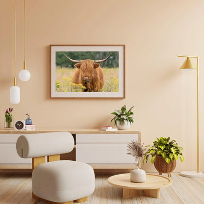 Diamond Painting Szkocki Highlander - Piękny szkocki highlander pasący się na polu - SEOS Shop ®