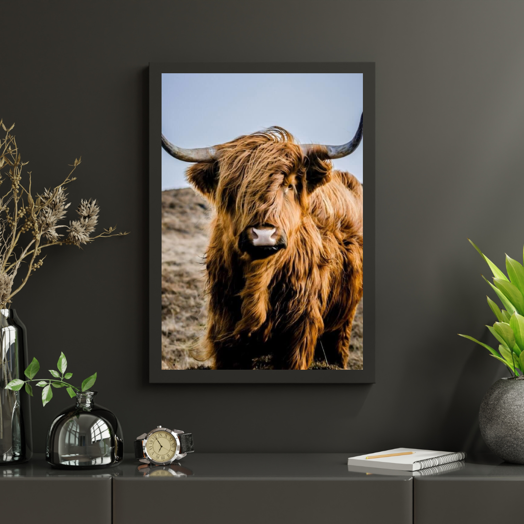 Diamond Painting Szkocki Wysokogórski - Portret niezwykłego Szkockiego Wysokogórskiego - SEOS Shop ®